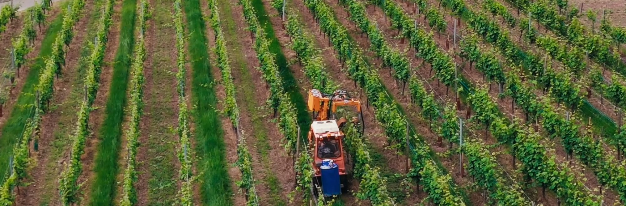 Le travail de la vigne